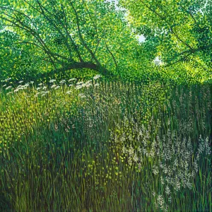 Summer Meadow