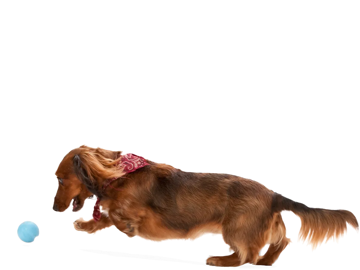 West Paw - Jive® Dog Toy Ball for Chew, and Fetch