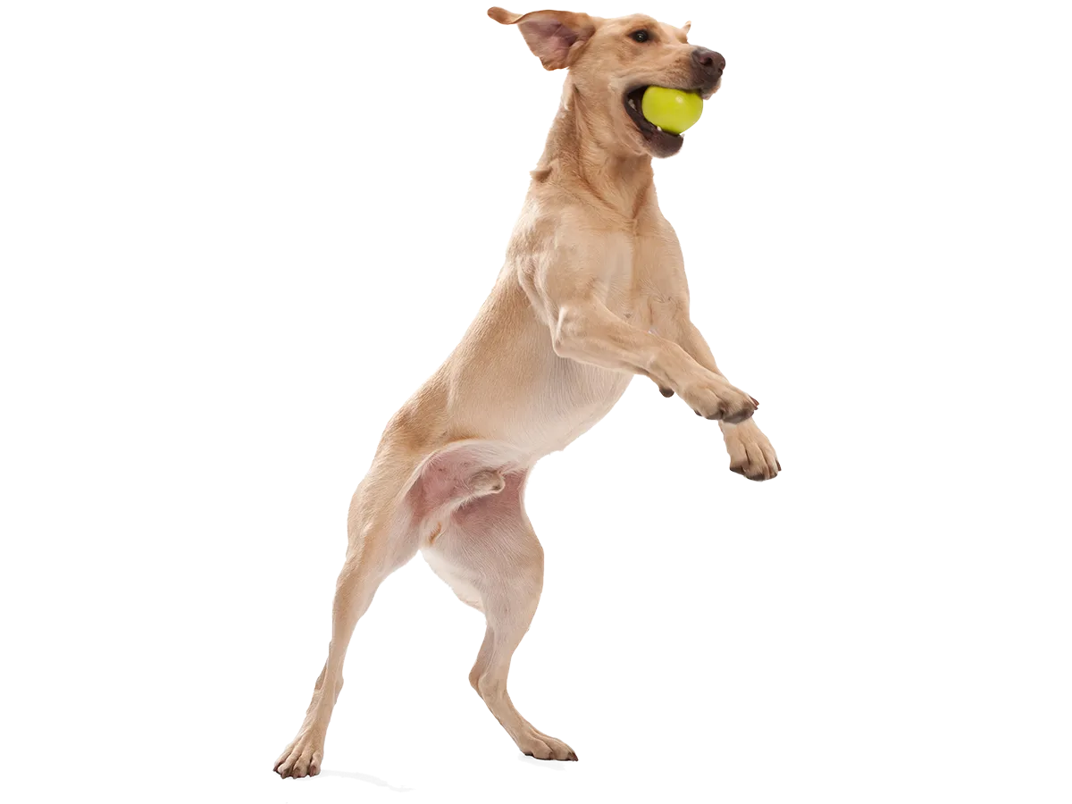 West Paw - Jive® Dog Toy Ball for Chew, and Fetch